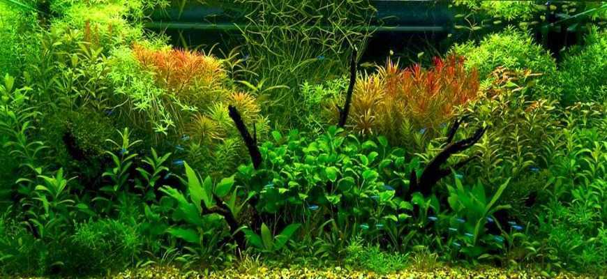 Топ-32 неприхотливых аквариумных растений