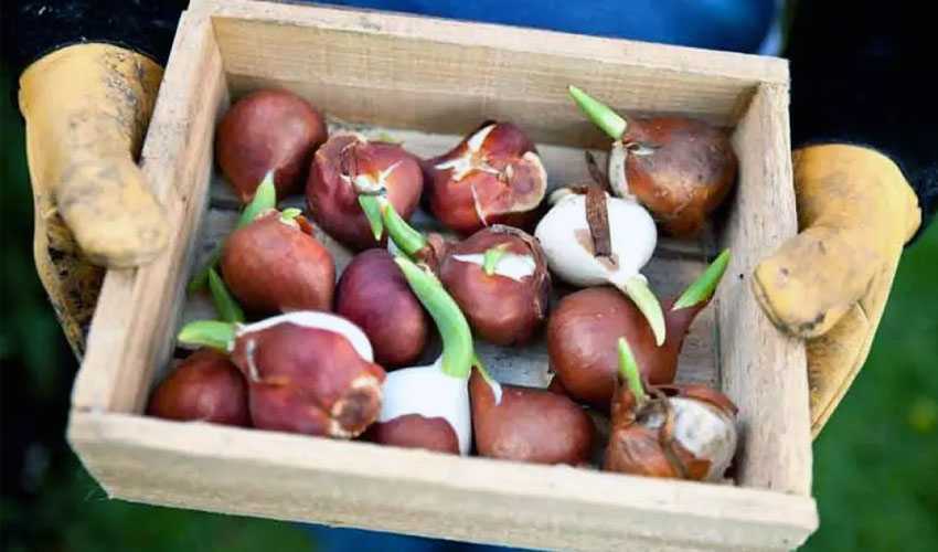 Как хранить луковицы тюльпанов до посадки правильно? способы на ydoo.info