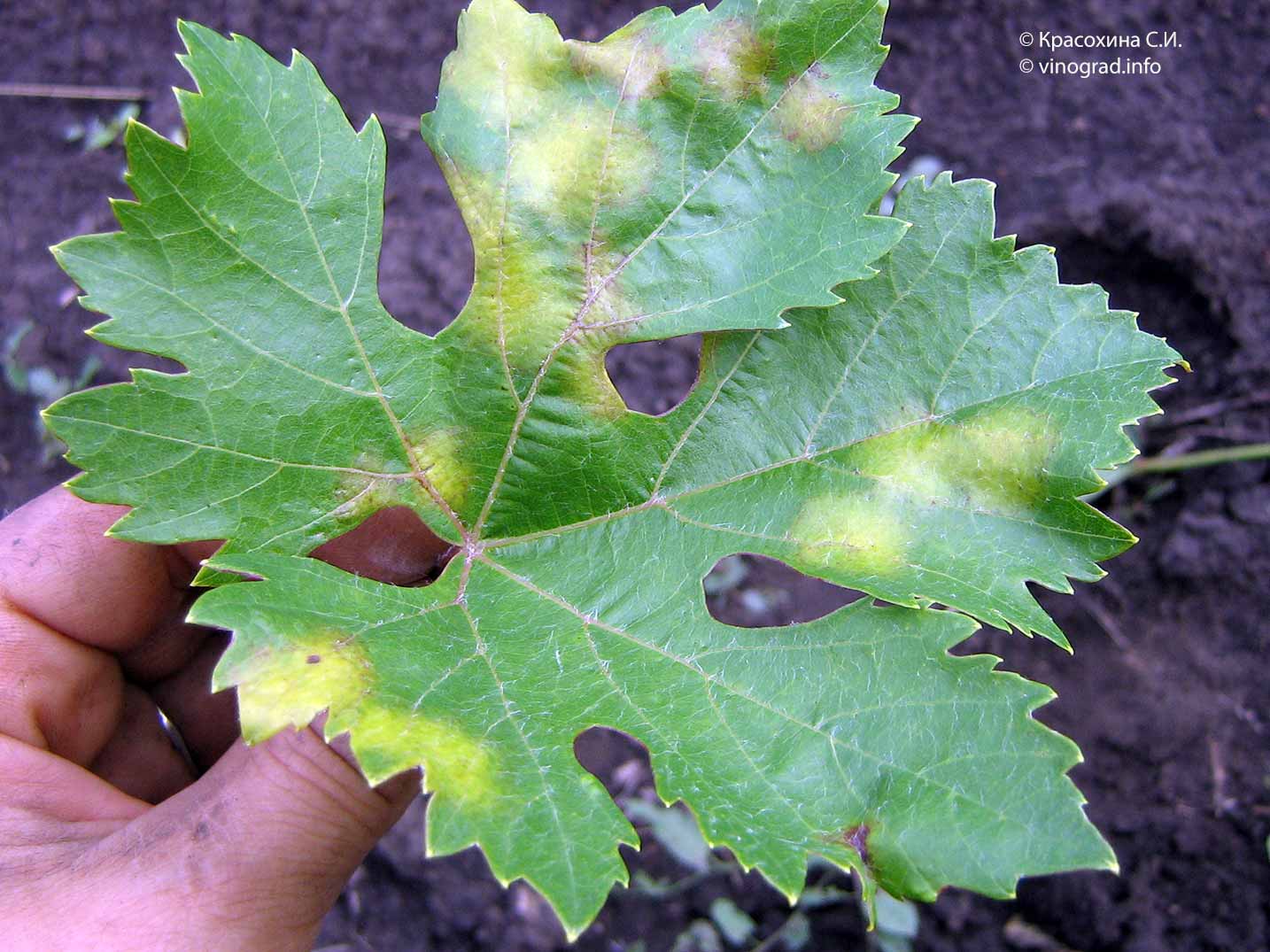 Заболевание милдью (mildew), либо ложная мучнистая роса винограда, считается наиболее распространенным и опасным для европейских сортов культуры