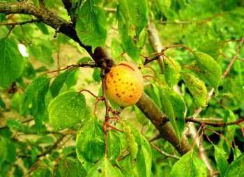Коккомикоз и монилиоз вишни – описание болезней и методы борьбы
