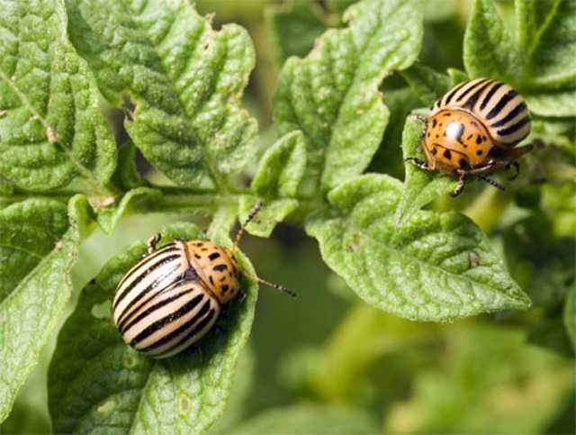 Престиж от колорадского жука: инструкция по применению и принцип действия