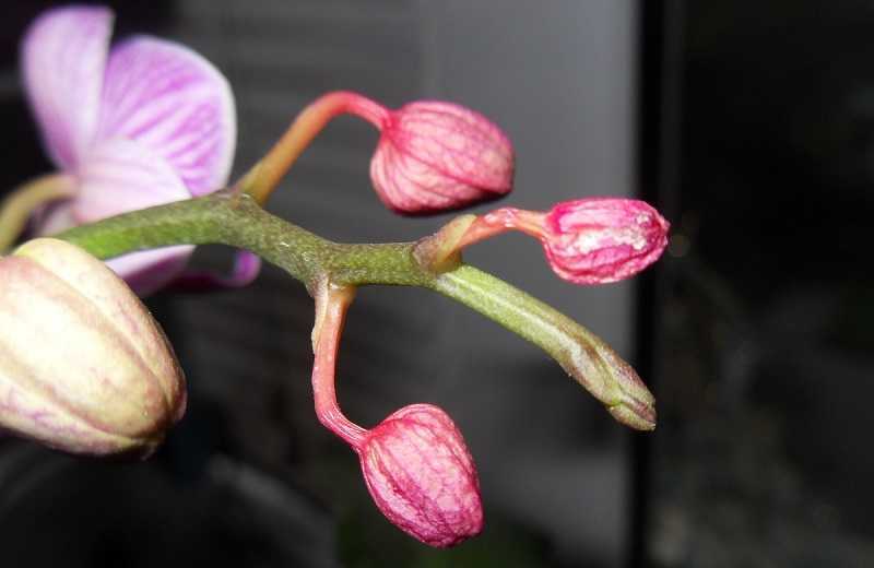 Драгоценная орхидея лудизия и другие блистательные крохи