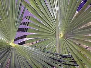 Трахикарпус: размножение семенами и отростками, уход за пальмой в домашних условиях, описание и фото сортов, форчуна, вагнера, высокий