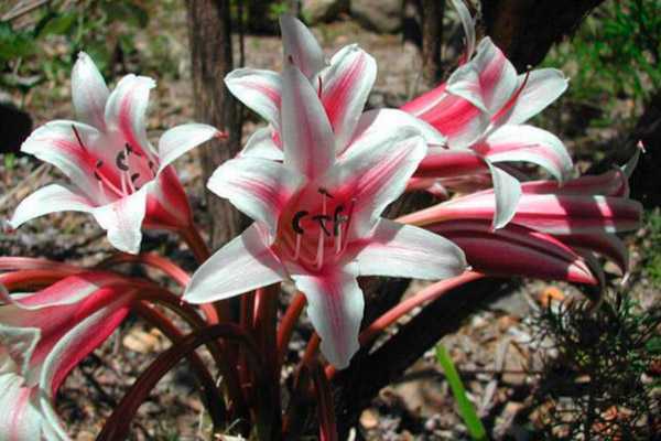 Домашний и садовый цветок кринум: фото, краткое описание, содержание дома и в саду