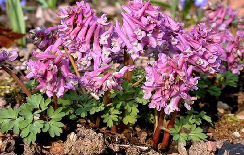 Цветок хохлатка: описание растения, посадка и уход в открытом грунте