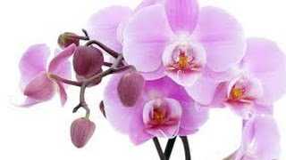 Нюансы пересадки орхидеи фаленопсис в домашних условиях. как нужно действовать пошагово?