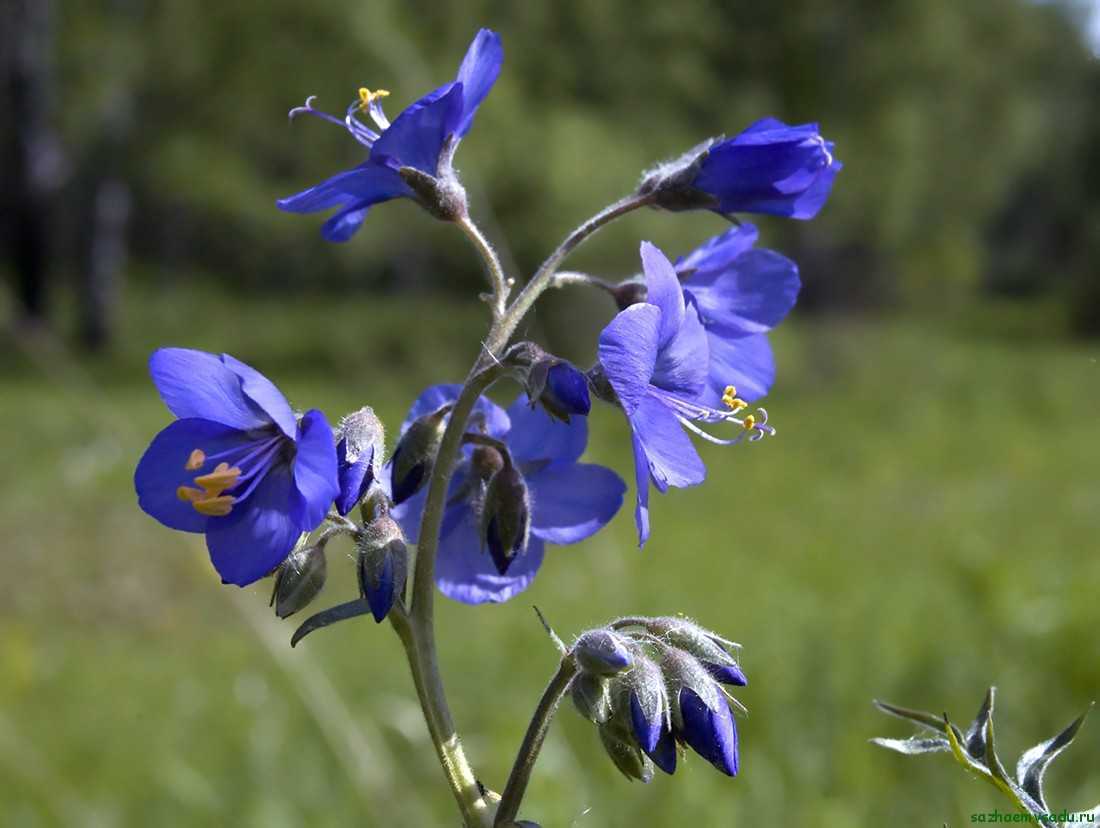 Синюха голубая (фото) посадка и уход | сайт о саде, даче и комнатных растениях.