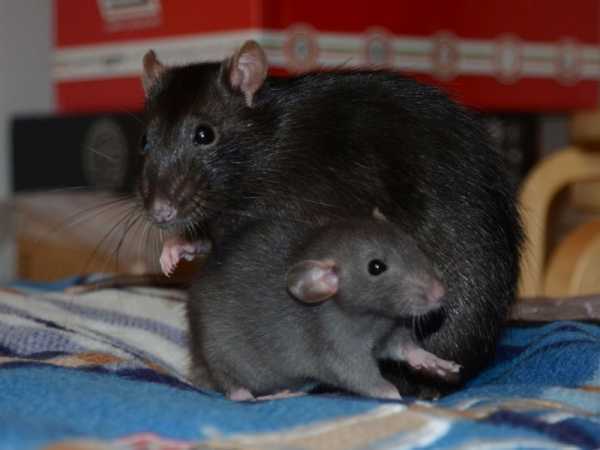 Мышь полевка: описание и фото грызуна, методы защиты урожая