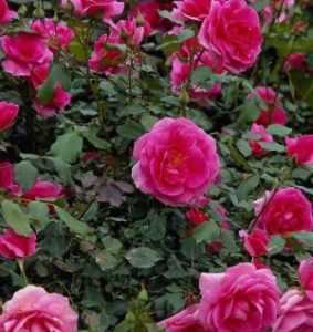 Роза чипендейл (chippendale) - описание, фото, агротехника | о розе