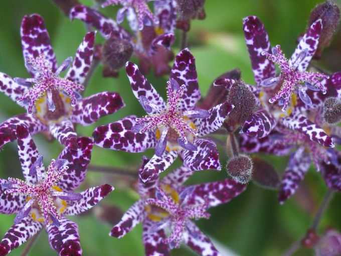 Трициртис - садовая орхидея: описание, фото, сорта, посадка и уход