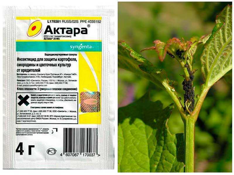 Инсектицид актара — инструкция по применению и норма расхода