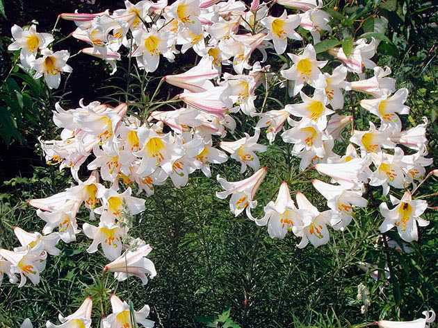 Кустовые лилии (32 фото): посадка и уход за кустами цветов в открытом грунте. названия и описание высоких и других сортов