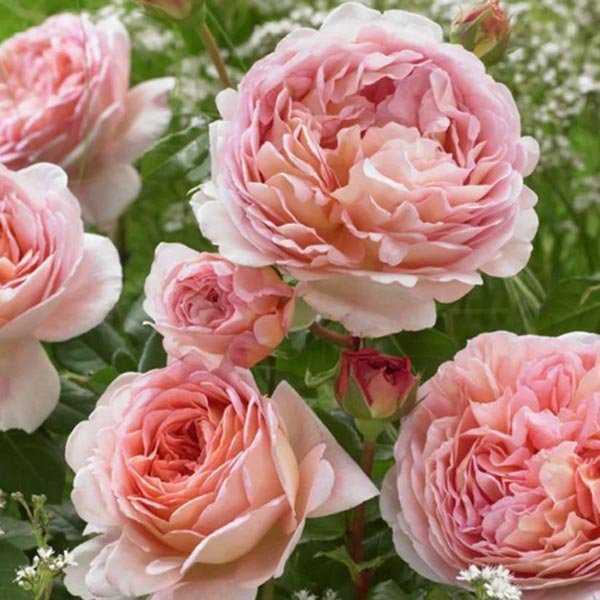 Роза Шарлотта – один из самых популярных английских сортов Дэвида Остина жёлтого цвета Роза устойчива к заболеваниям, морозам и легка в выращивании, благодаря
