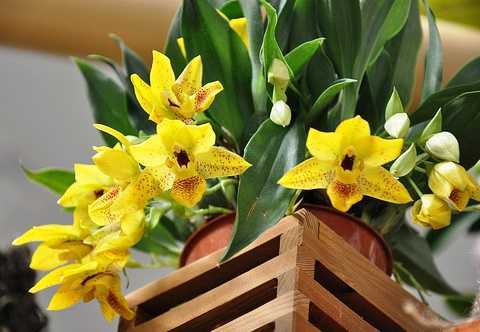 Орхидея плейоне: уход в домашних условиях, пересадка