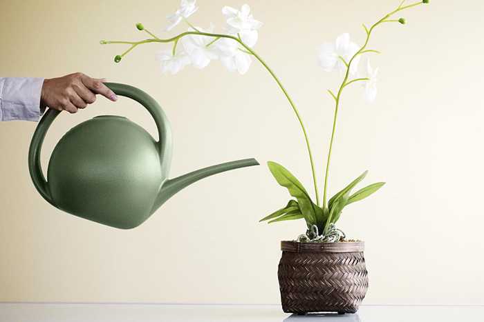 Чем подкормить орхидею в домашних условиях, как правильно делать подкормку