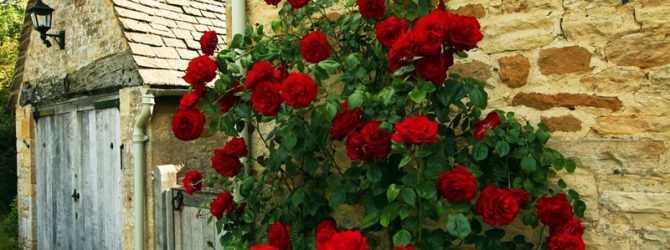 Методы размножения роз: фото и видео, как размножать розы отводками и черенками, уход за цветами