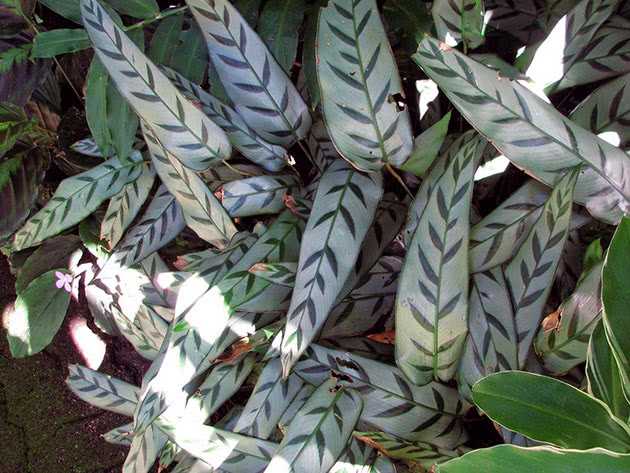 Растение калатея (Calathea) относится к семейству Марантовые Этот род является наиболее многочисленным из всех, входящих в данное семейство, и объединяет он около 130 видов