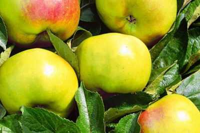 Карликовые яблони — посадка и уход