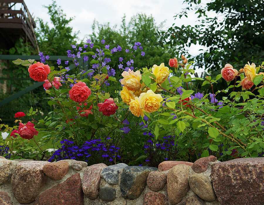 Как ухаживать за розами в саду: советы для начинающих