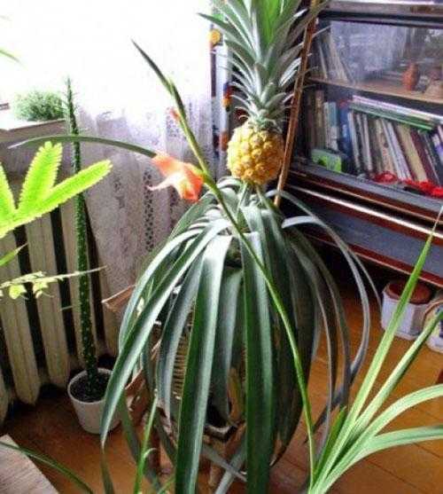Как растет ананас на природе и дома