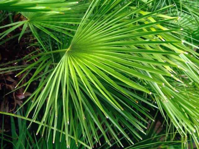 Вашингтония — самая массивная веерная пальма