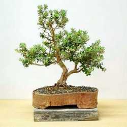 Мелалеука очереднолистная или чайное дерево в домашних условиях выращивание и уход полезные свойства