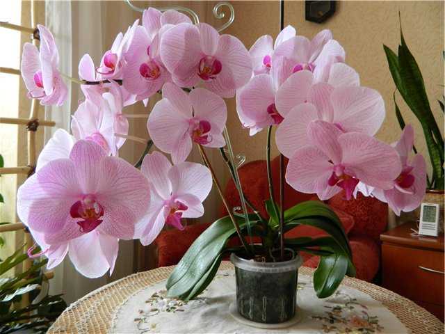 Цветы, похожие на орхидеи, – это всем известные ночные фиалки и загадочные Дракула, Летящая уточка, Бородатый ирис, Пятнистый башмачок, цветок-символ Бразилии