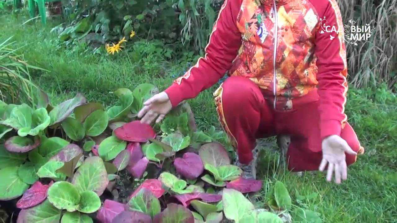 ᐉ бадан: выращивание, посадка и уход в открытом грунте, фото, свойства - roza-zanoza.ru