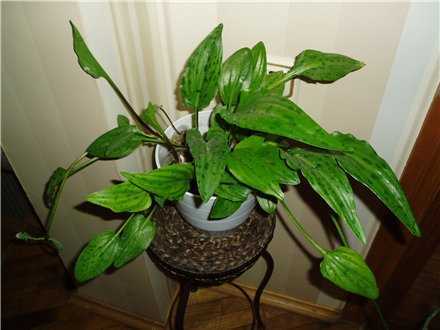 Ледебурия или дримиопсис: уход в домашних условиях за эффектным растением с яркой красочной зеленью