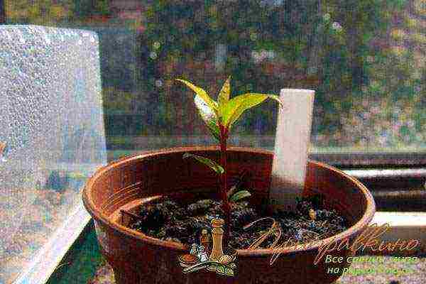Лавровое дерево — выращивание в домашних условиях - pocvetam.ru