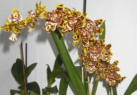Орхидея одонтоглоссум - уход в домашних условиях