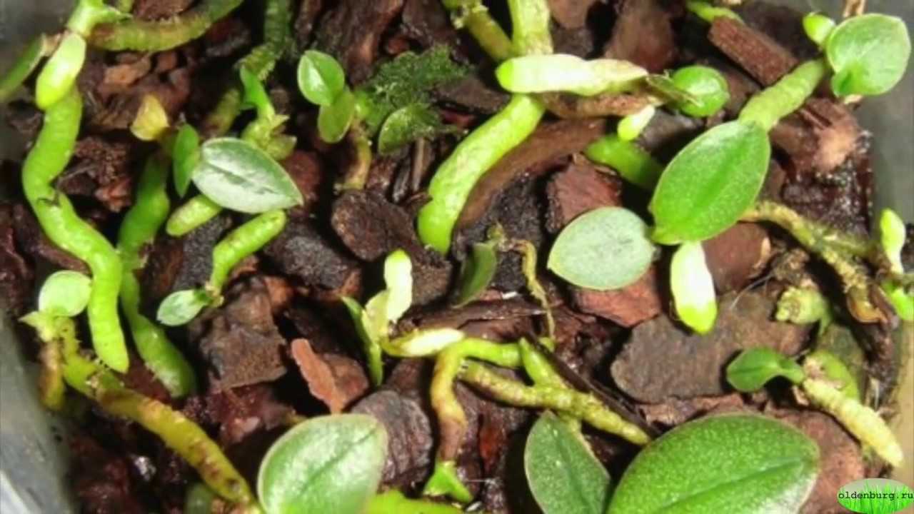 Орхидея каода: выращивание в домашних условиях, посадка и уход, пересадка и размножение