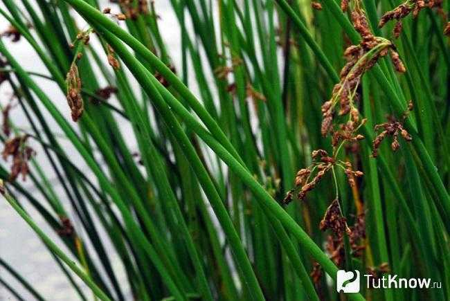 В природных условиях скирпус встречается на таких островах, как Сардиния и Корсика Данное травянистое растение обладает декоративным внешним видом
