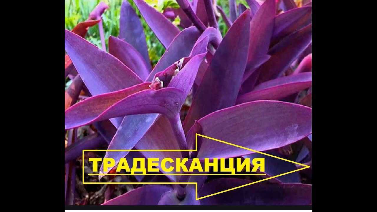 Прекрасное неприхотливое растение — сеткреазия фиолетовая (пурпурная): уход в домашних условиях