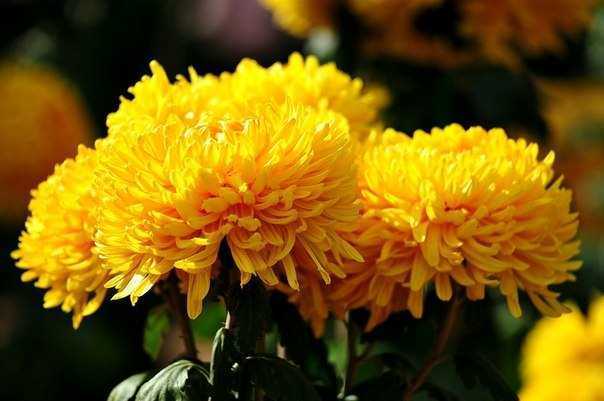 Хризантемы (chrysanthemum). описание, виды и уход за хризантемой | флористика на "добро есть!"