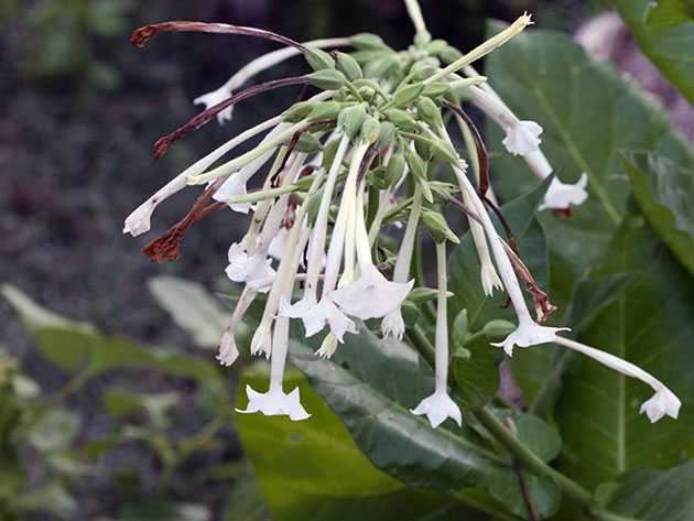 Душистый табак — выращивание цветка из семян