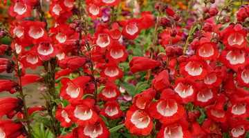 Цветок хионодокса — украшение для сада - проект "цветочки" - для цветоводов начинающих и профессионалов