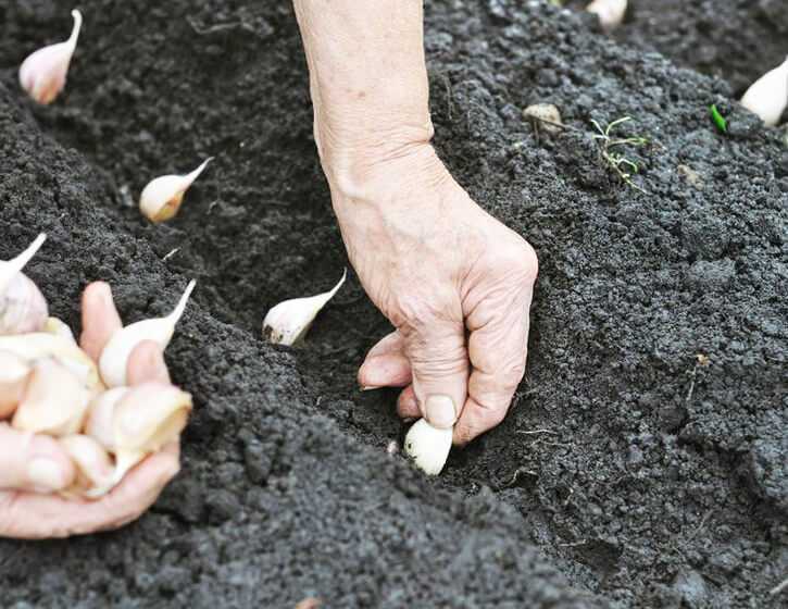 Яровой чеснок — выращивание и уход в открытом грунте