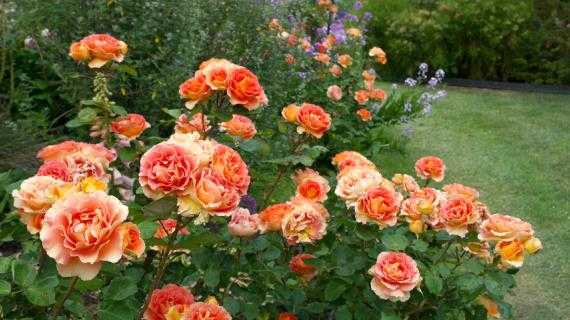 Как и чем подкормить розы в саду после зимы весной для роста и пышного цветения: народные средства и удобрения