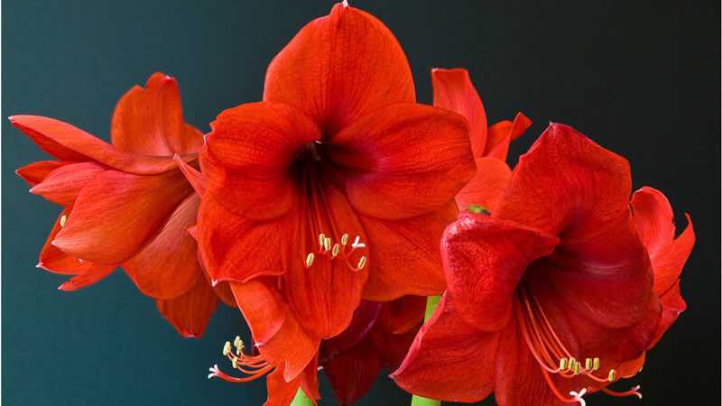 Что делать с амариллисом после цветения: как ухаживать в домашних условиях