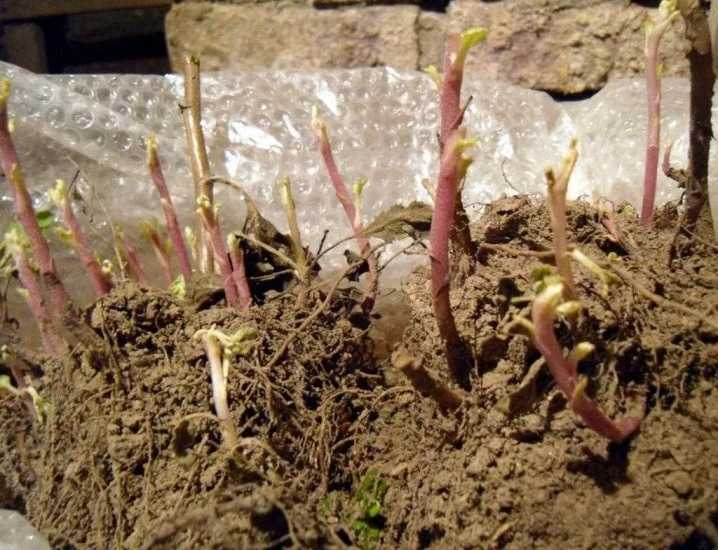 Как сохранить хризантемы зимой? нужно ли выкапывать их перед зимовкой? подготовка зимующих хризантем в открытом грунте