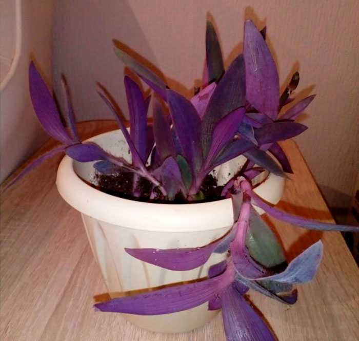 Сеткреазия пурпурная — уход в домашних условиях