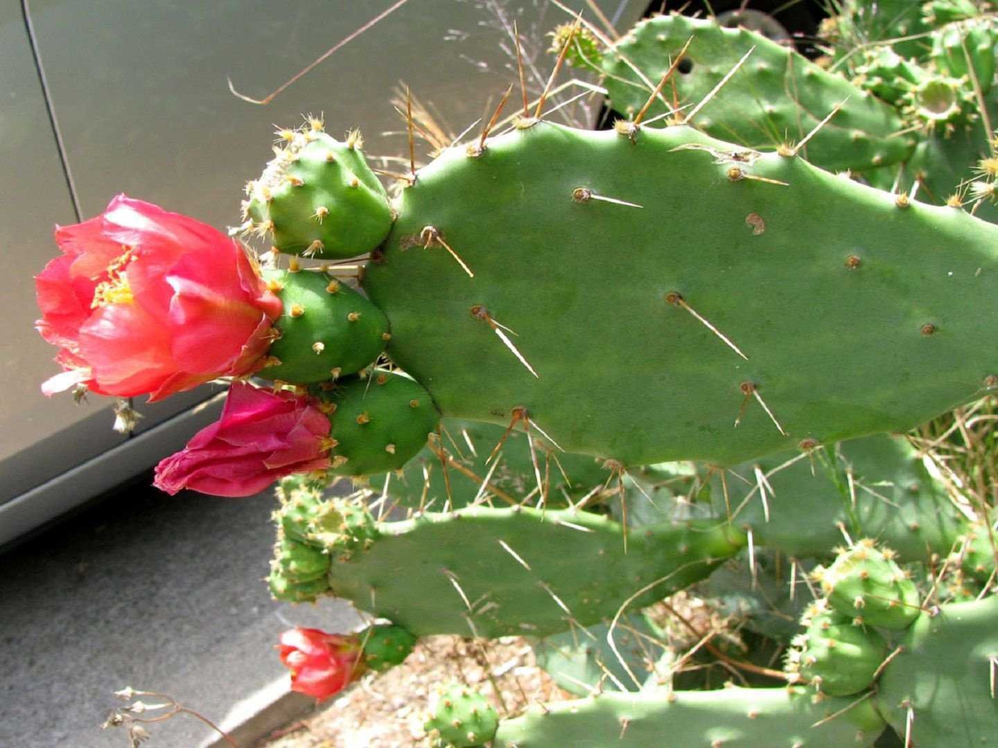 Опунция цилиндрическая – уход в домашних условиях, фото кактуса, размножение, болезни