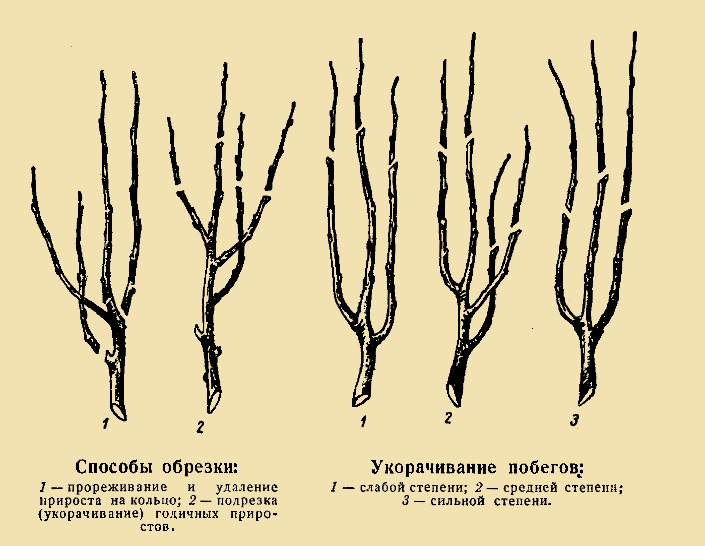 Обрезка плодовых деревьев (зимой и весной)