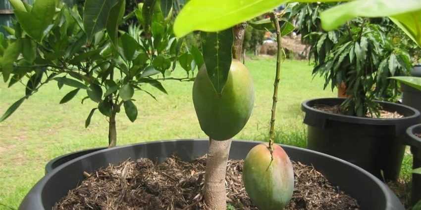 Как выращивать манго из косточки в домашних условиях в горшке: можно ли посадить фрукт из семечки и как правильно это сделать, как ухаживать, а также фото selo.guru — интернет портал о сельском хозяйстве