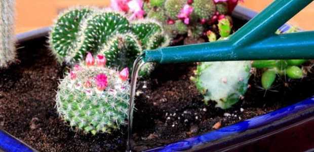 Пересадка кактусов в домашних условиях - пошаговая инструкция с фото