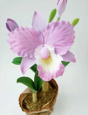 Орхидея камбрия: описание разновидностей и условия выращивания - проект "цветочки" - для цветоводов начинающих и профессионалов