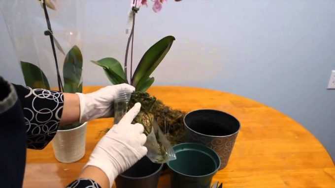 Цитокининовая паста для орхидей: инструкция как применять