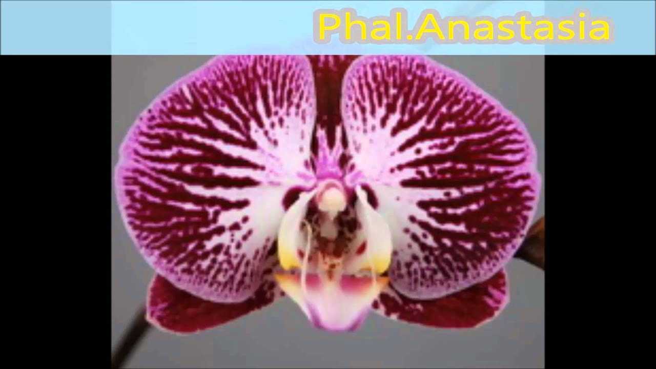 Есть ли цветы, похожие на орхидею – мнение опытных цветоводов
