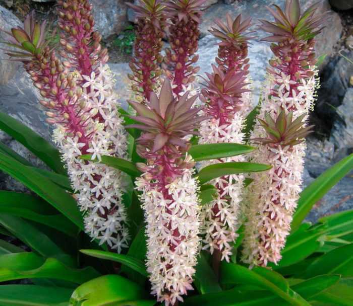 Однодольное цветущее луковичное растение эукомис (Eucomis) является представителем семейства Спаржевые В диких условиях такой цветок можно повстречать на территории Южной Африки